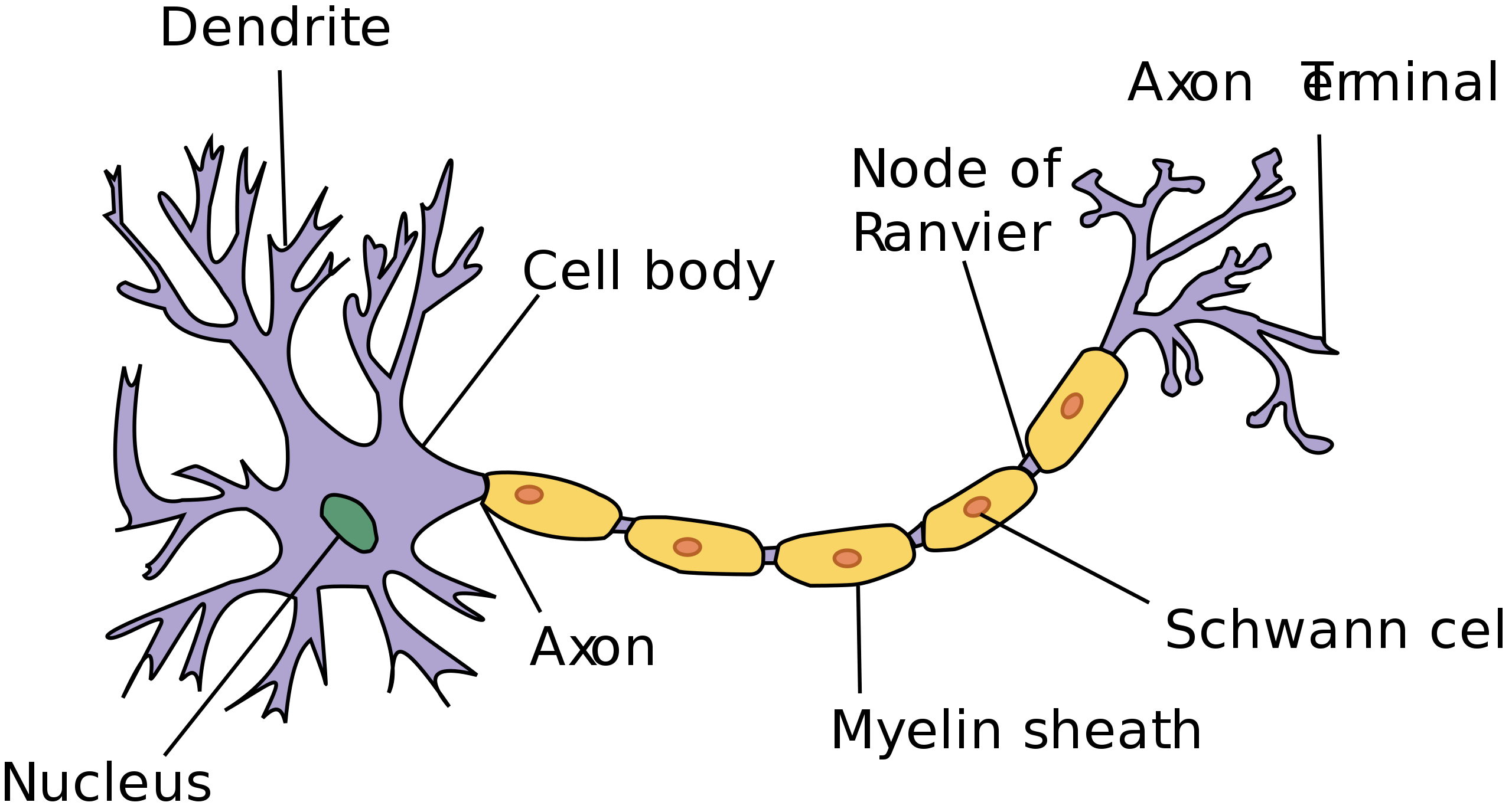 By User:Dhp1080 - Anatomy and Physiology by the US National Cancer Institute's Surveillance, Epidemiology and End Results (SEER) Program ., CC BY-SA 3.0, https://commons.wikimedia.org/w/index.php?curid=1474927
